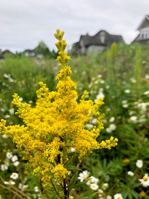 13yellow