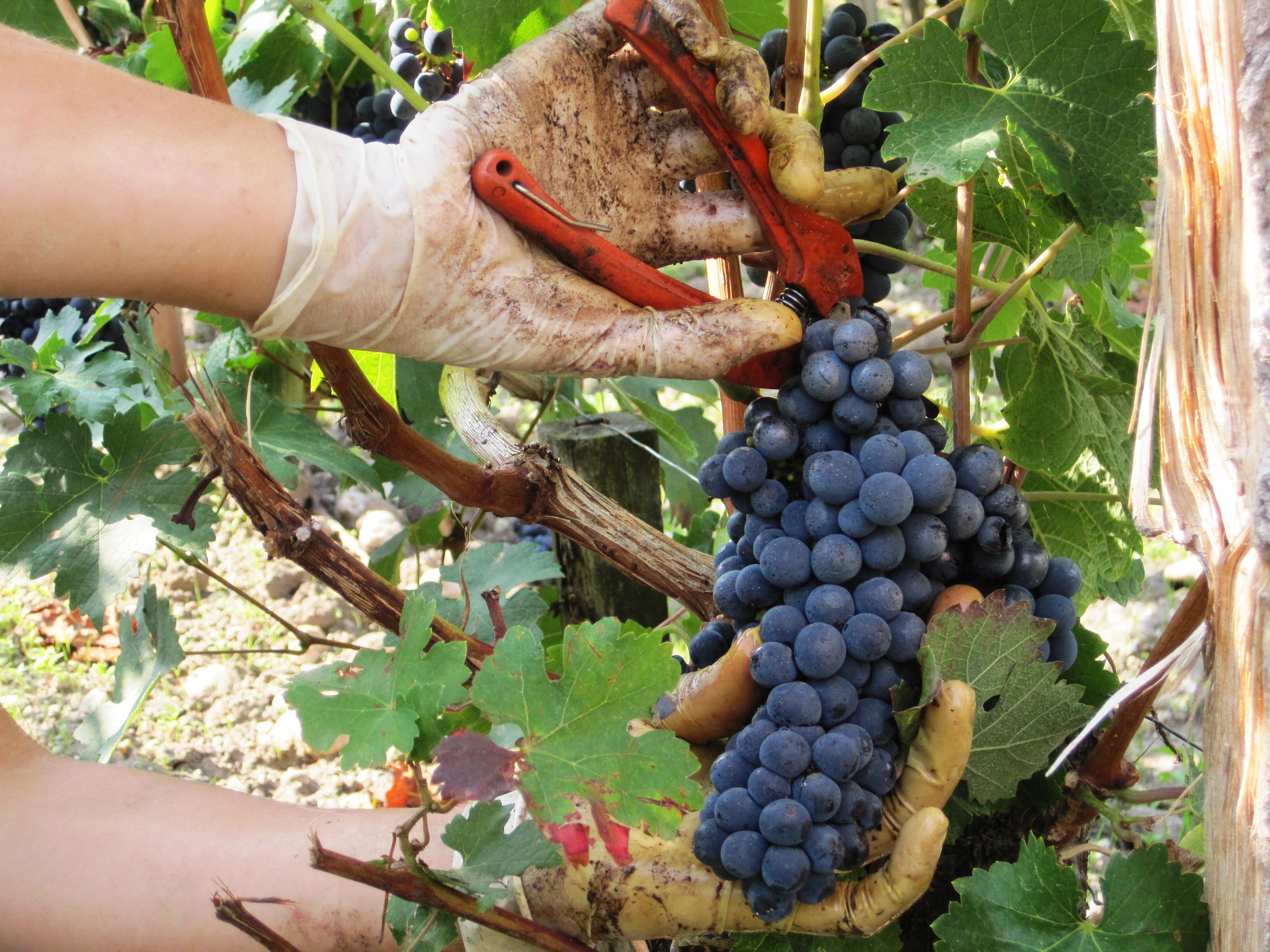 wineharvesting