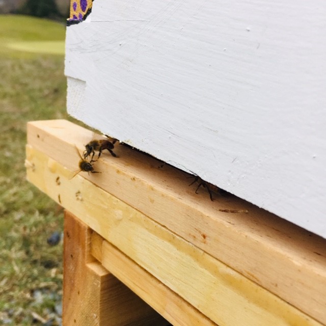 bees