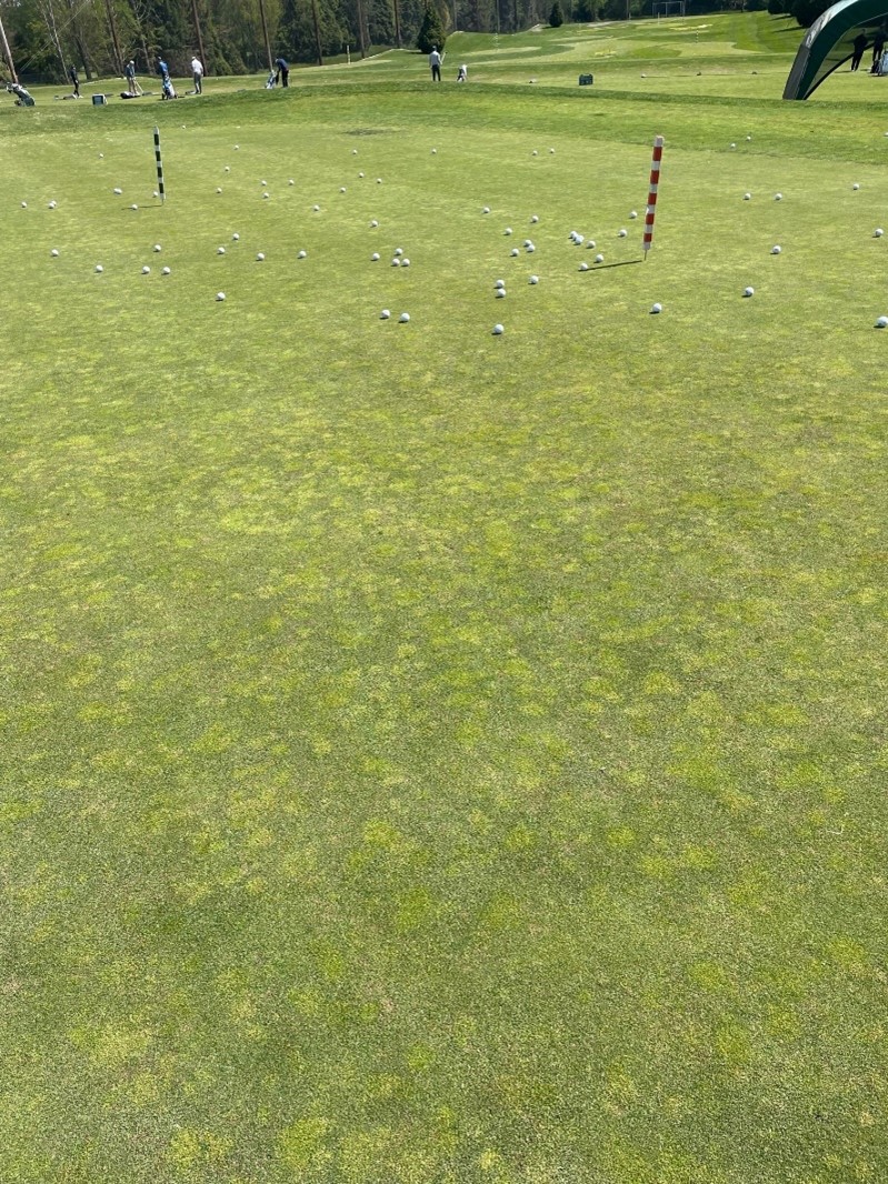 Chipping green